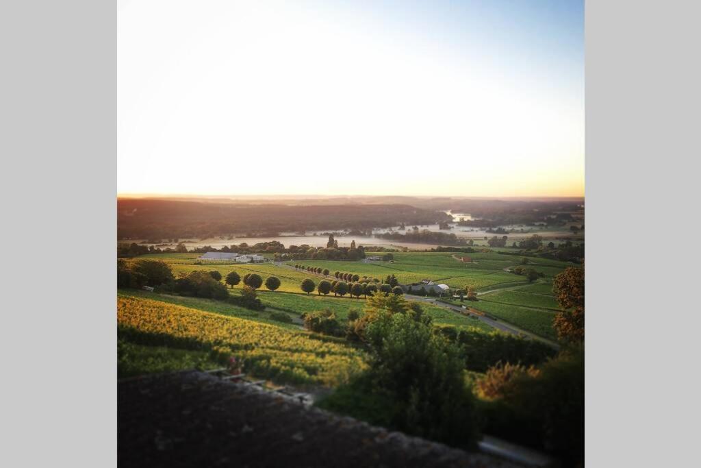 Vue Panoramique Sur Le Vignoble *